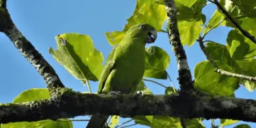 Mindoro Racquet-tail