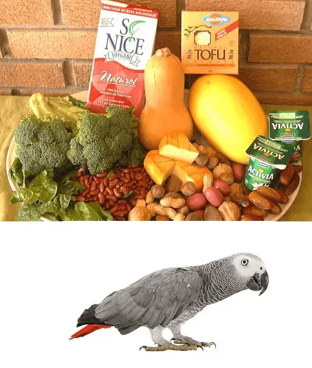 Minerals for african grey parrots
