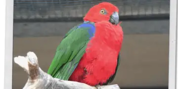 Moluccan King-Parrot