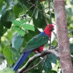 Moluccan King-Parrot