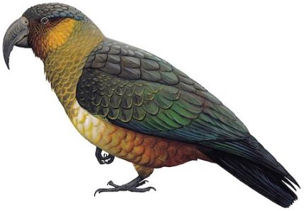 Norfolk Island Kaka parrots