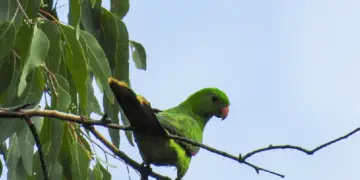 Olive-shouldered Parrot