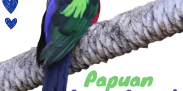 Papuan King-Parrot