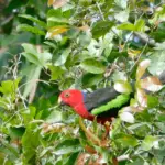 Papuan King-Parrot