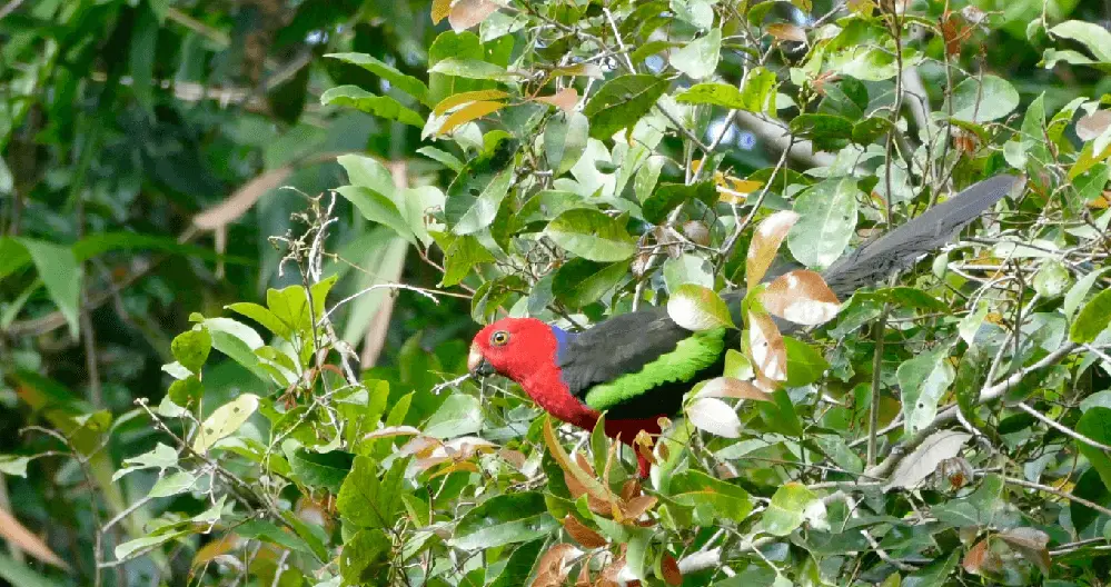 Papuan King-Parrot
