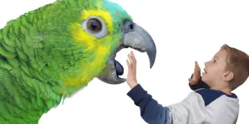Parrot Thoughts on Dominance