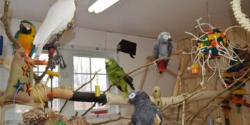 Parrot aviary