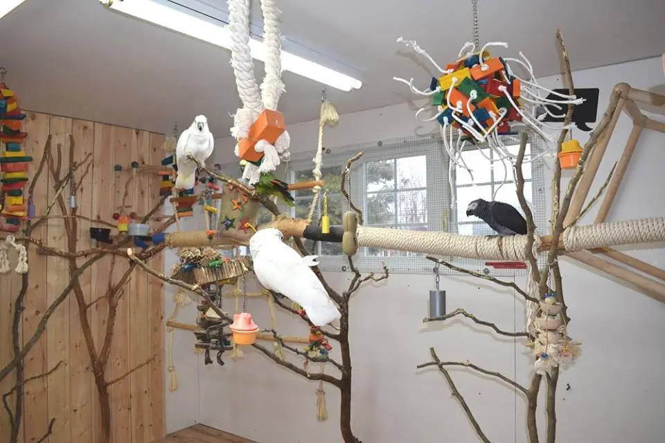 Parrot aviary