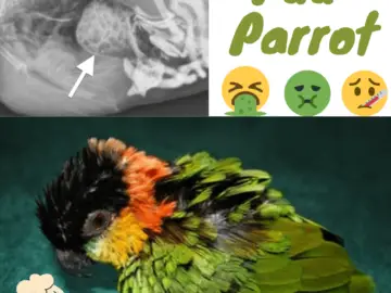 Pdd parrot