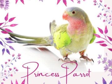 Princess Parrot