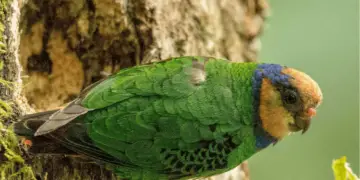 Red-breasted Pygmy Parrot