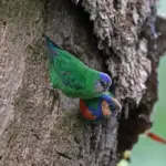 Red-breasted Pygmy Parrot