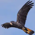 Red-tailed Black-Cockatoo Parrot