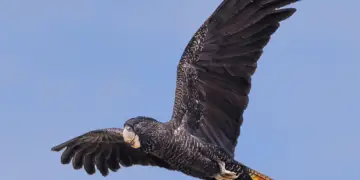 Red-tailed Black-Cockatoo Parrot