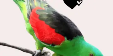 Red-winged Parrot