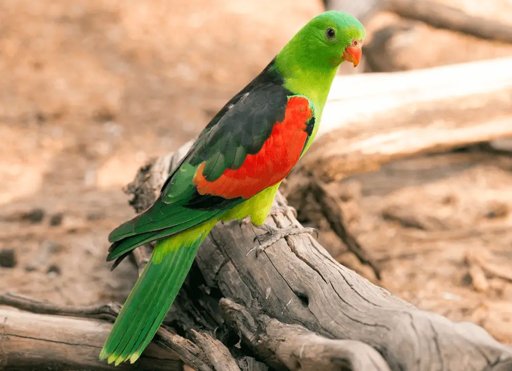 Red-winged-Parrot