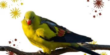 Regent Parrot