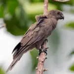 Seychelles Parrot