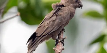 Seychelles Parrot