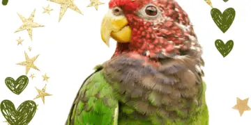 Speckle-faced parrot