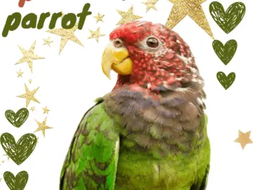 Speckle-faced parrot