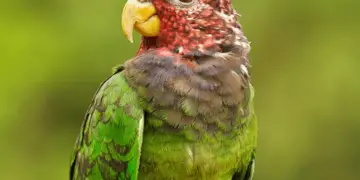 Speckle-faced parrot