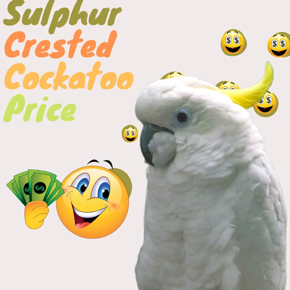 Sulphur crested Cockatoo Price