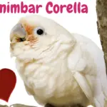 Tanimbar Corella