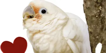 Tanimbar Corella