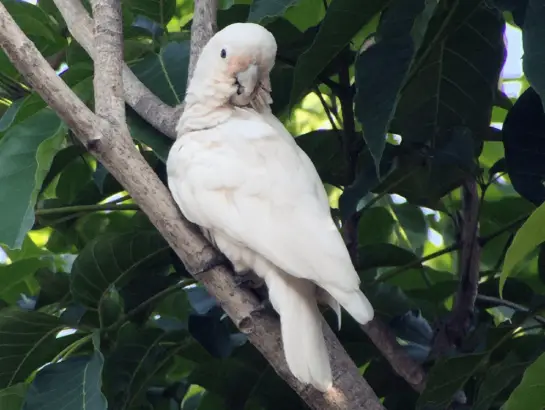 tanimbar-corella - Goffin's cockatooor blushing cockatoo