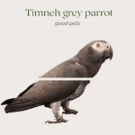 Timneh grey parrot