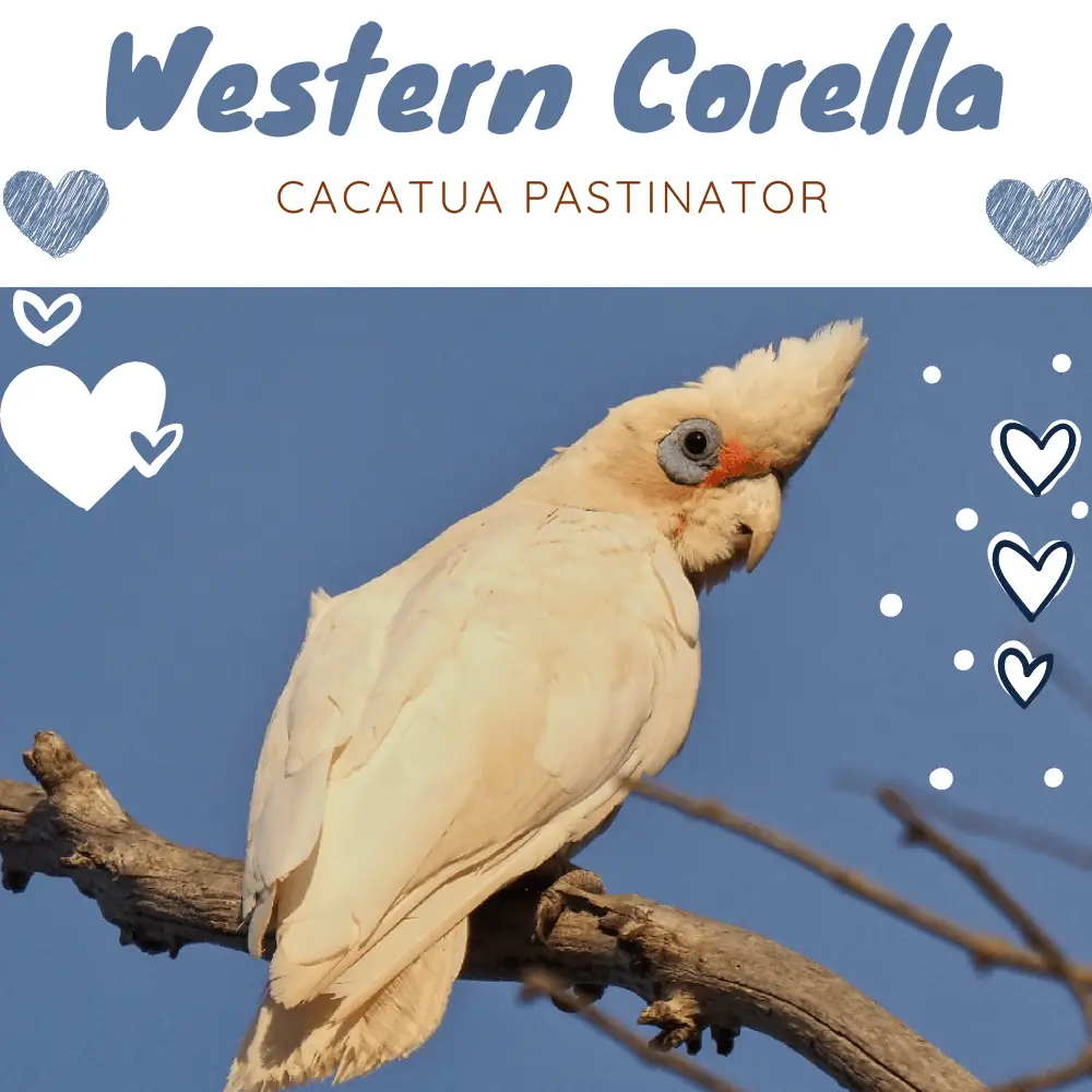 Western Corella