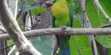 Yellow-breasted-Racquet-tail