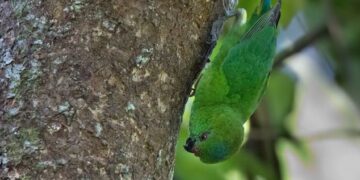 Yellow-capped Pygmy-Parrot