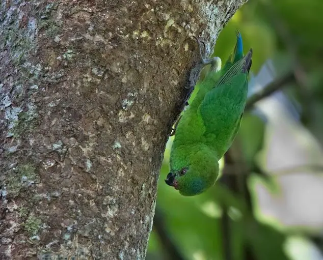 Yellow-capped Pygmy-Parrot