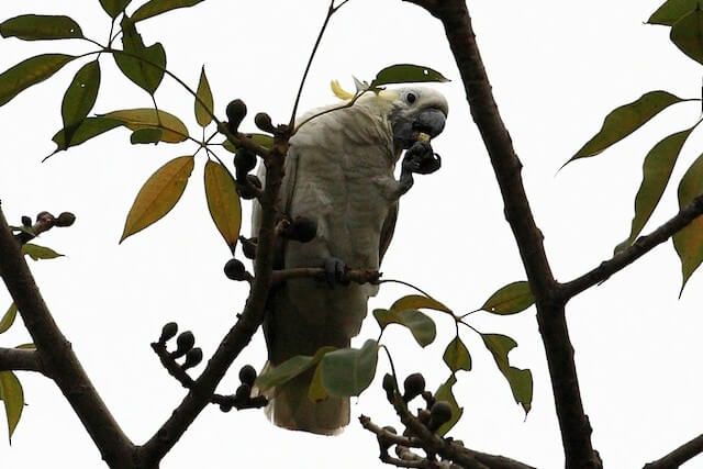 Yellow crested Cockatoo
