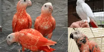 african grey mutation