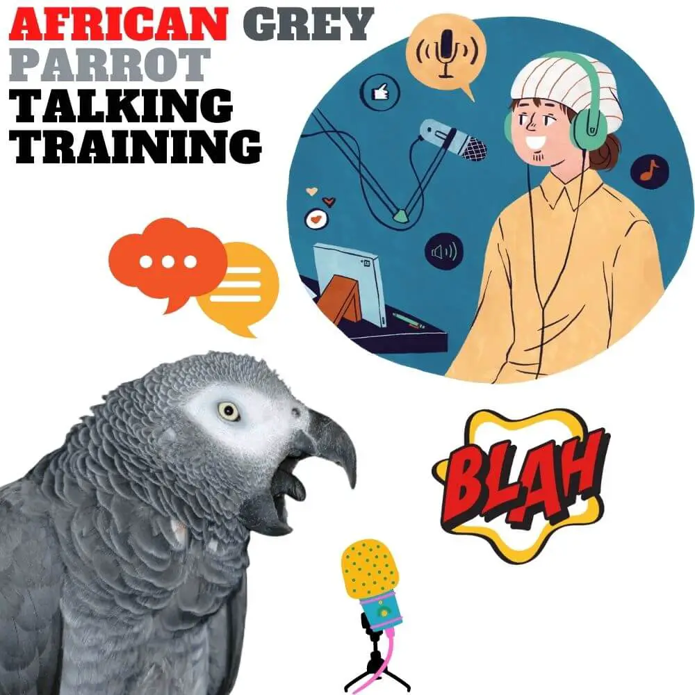 african grey parrot talking training