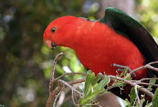 Australian King-Parrot - health diet personality intelligence and care