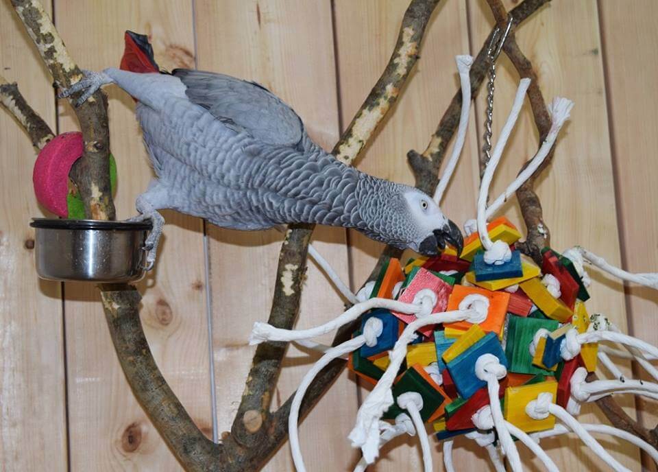 aviary parrot toys