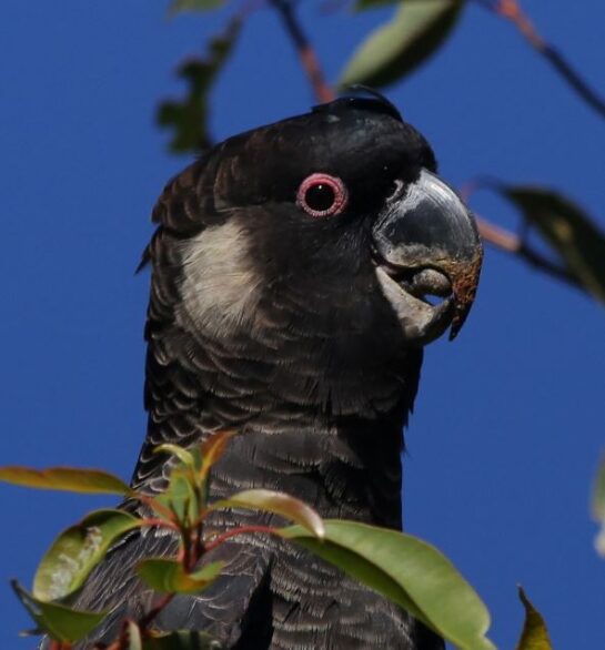 Baudin's Black-Cockatoo - Parrot Health diet personality intelligence care