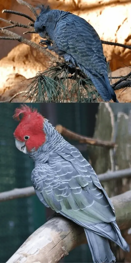 gang gang cockatoo