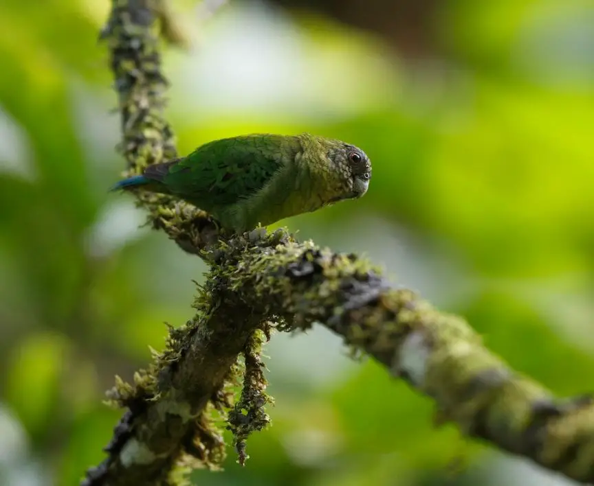 geelvink pygmy parrot