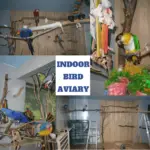 indoor aviary