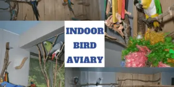 indoor aviary