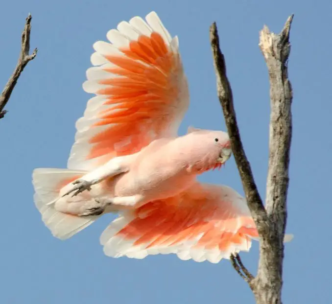 pink crested cockatoo