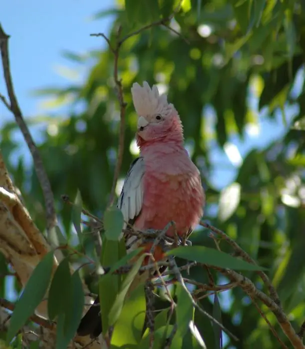 pink galah cockatoo