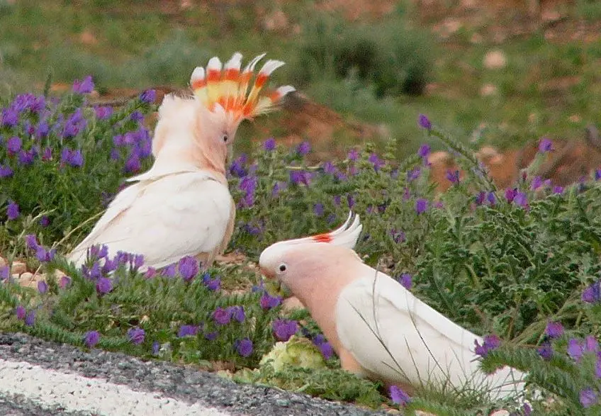pink goffin cockatoo