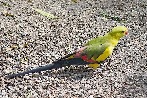 regent parrot behaviour