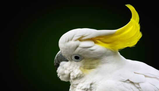 Sulphur crested Cockatoo Price - Health diet personality intelligence